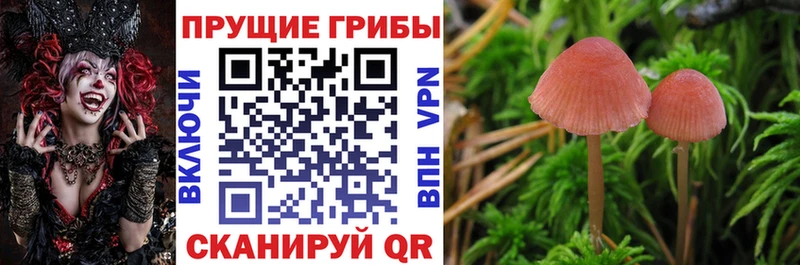 кракен как зайти Комсомольск-на-Амуре даркнет состав Псилоцибиновые грибы мицелий